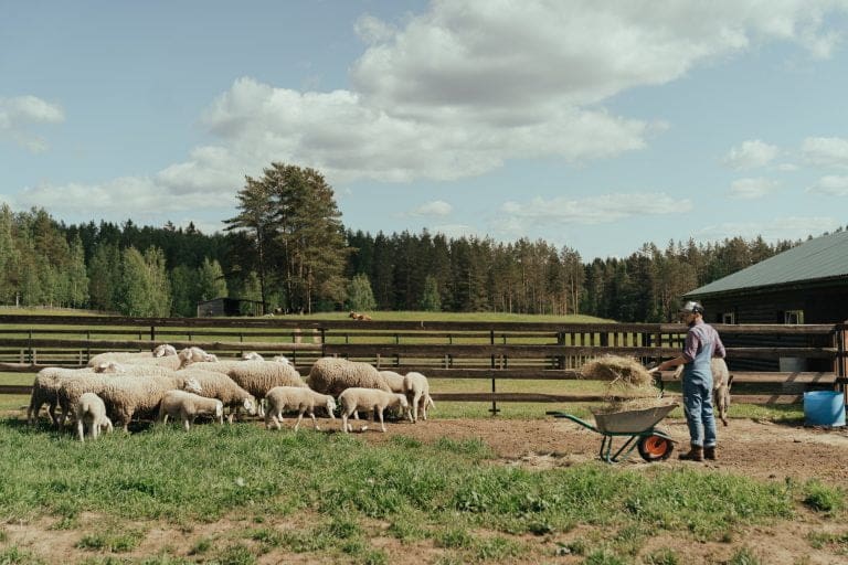 A farmer with a pitchfork moving hay. He is surrounded by sheep.